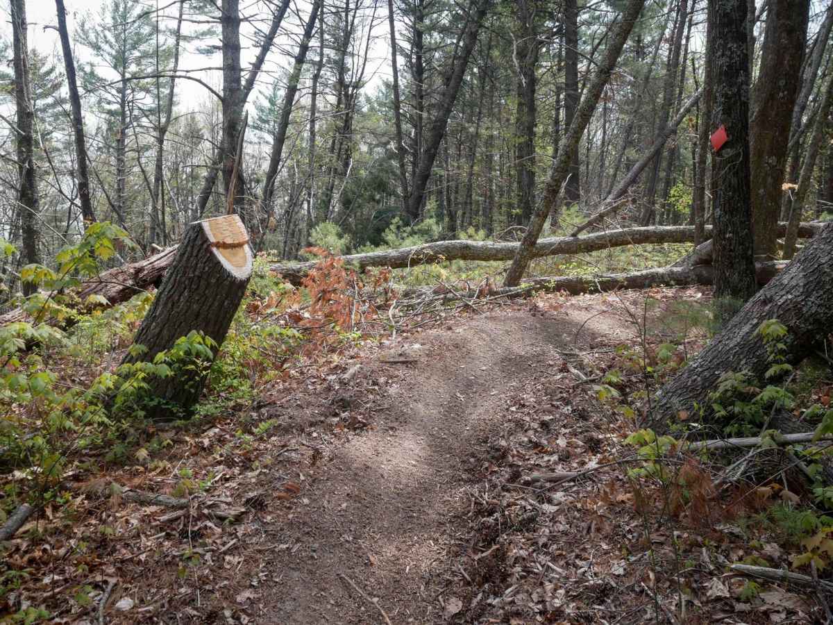 Trail 5 Ned's Knob photo 4