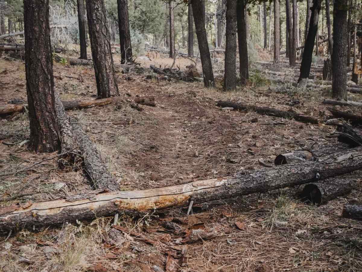 Big Bear trail photo