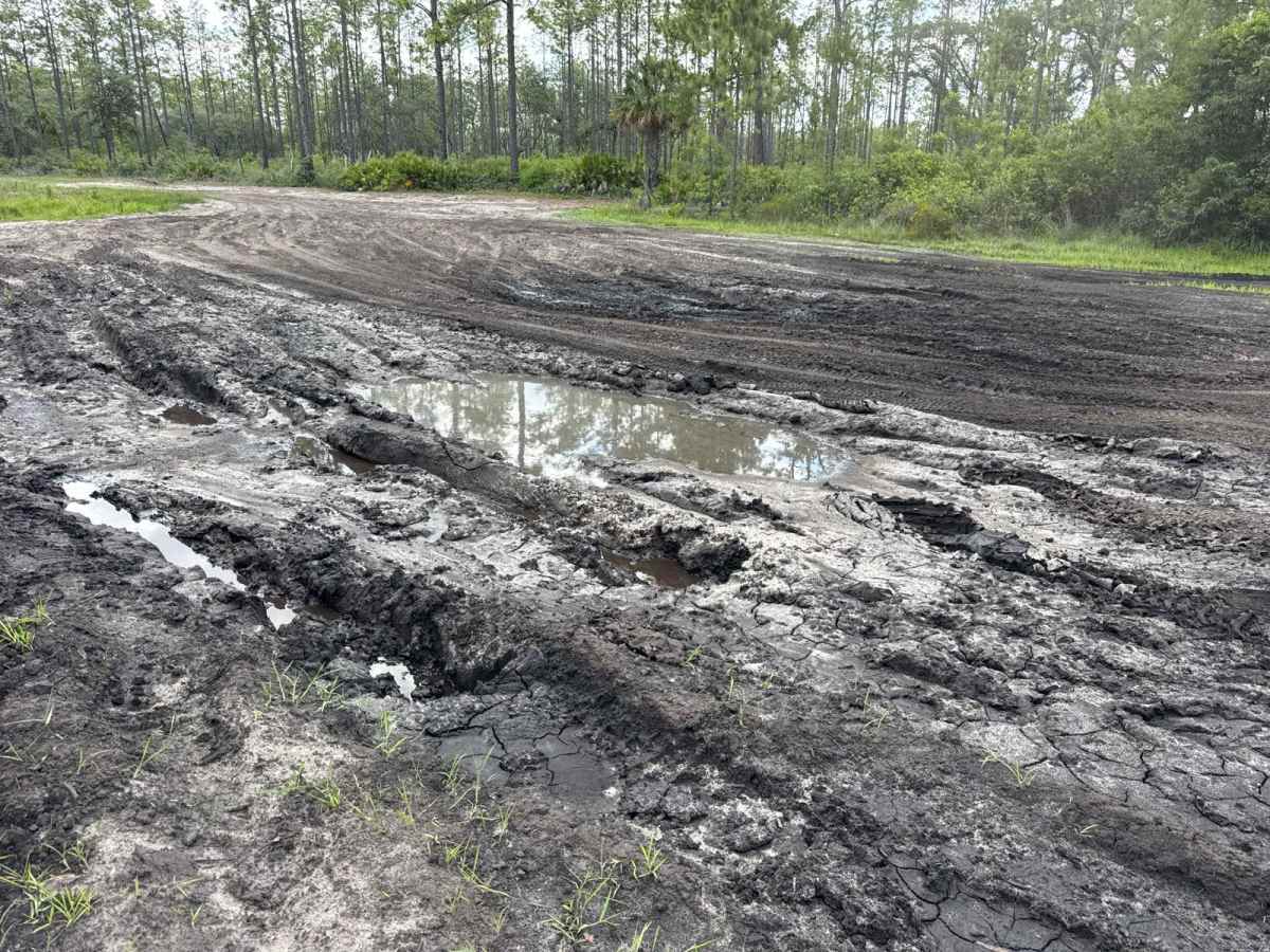 East Wandering Wiregrass photo 3