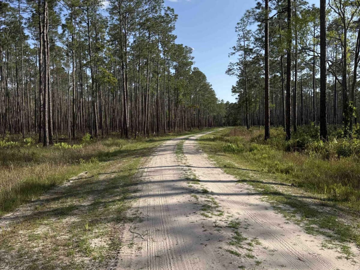 Mount Carrie - Osceola NF 234 photo 5