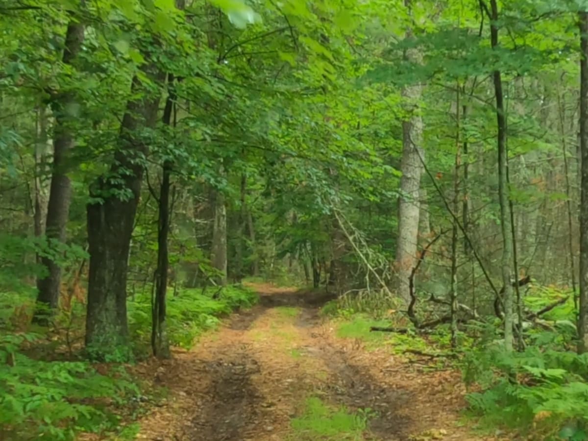 Forest Route 9192 photo 5