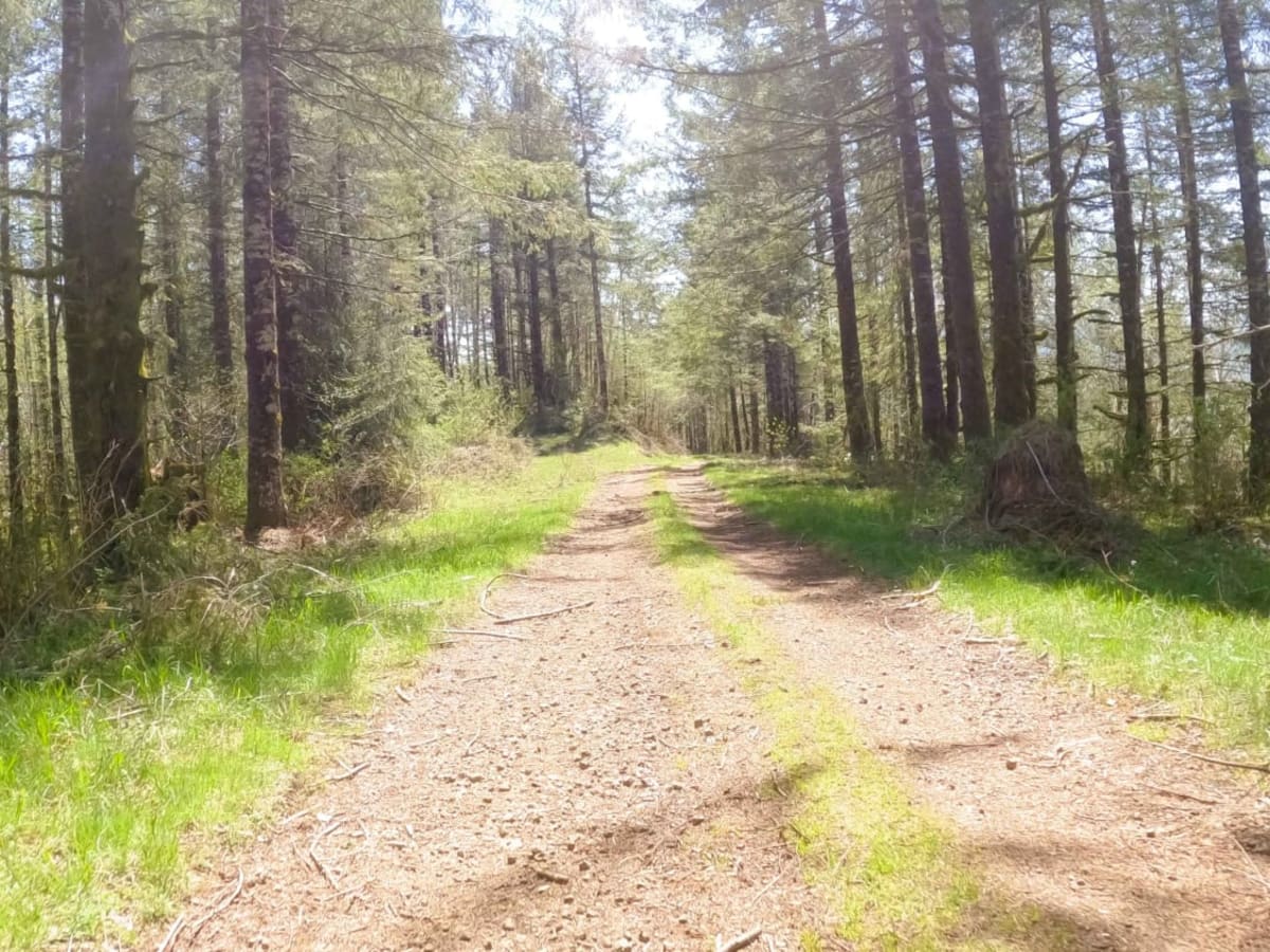 ZigZag Road - North photo 5