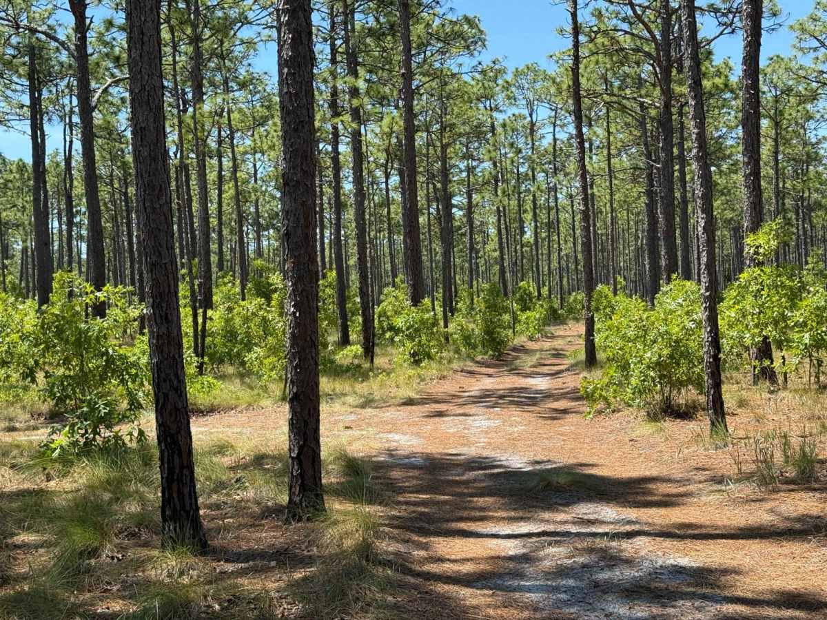 Pringle Road Spur 2 photo 5