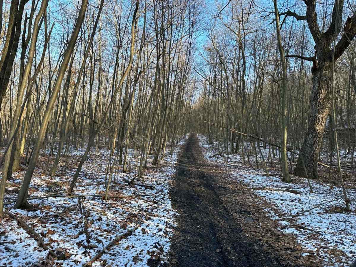 Locust Gap 68 photo 5