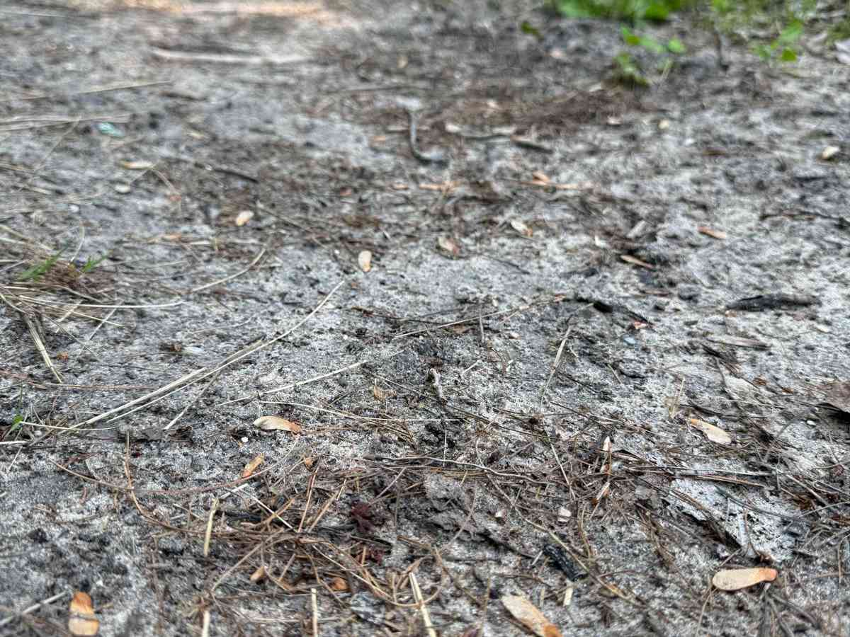 Trail 38 photo 3