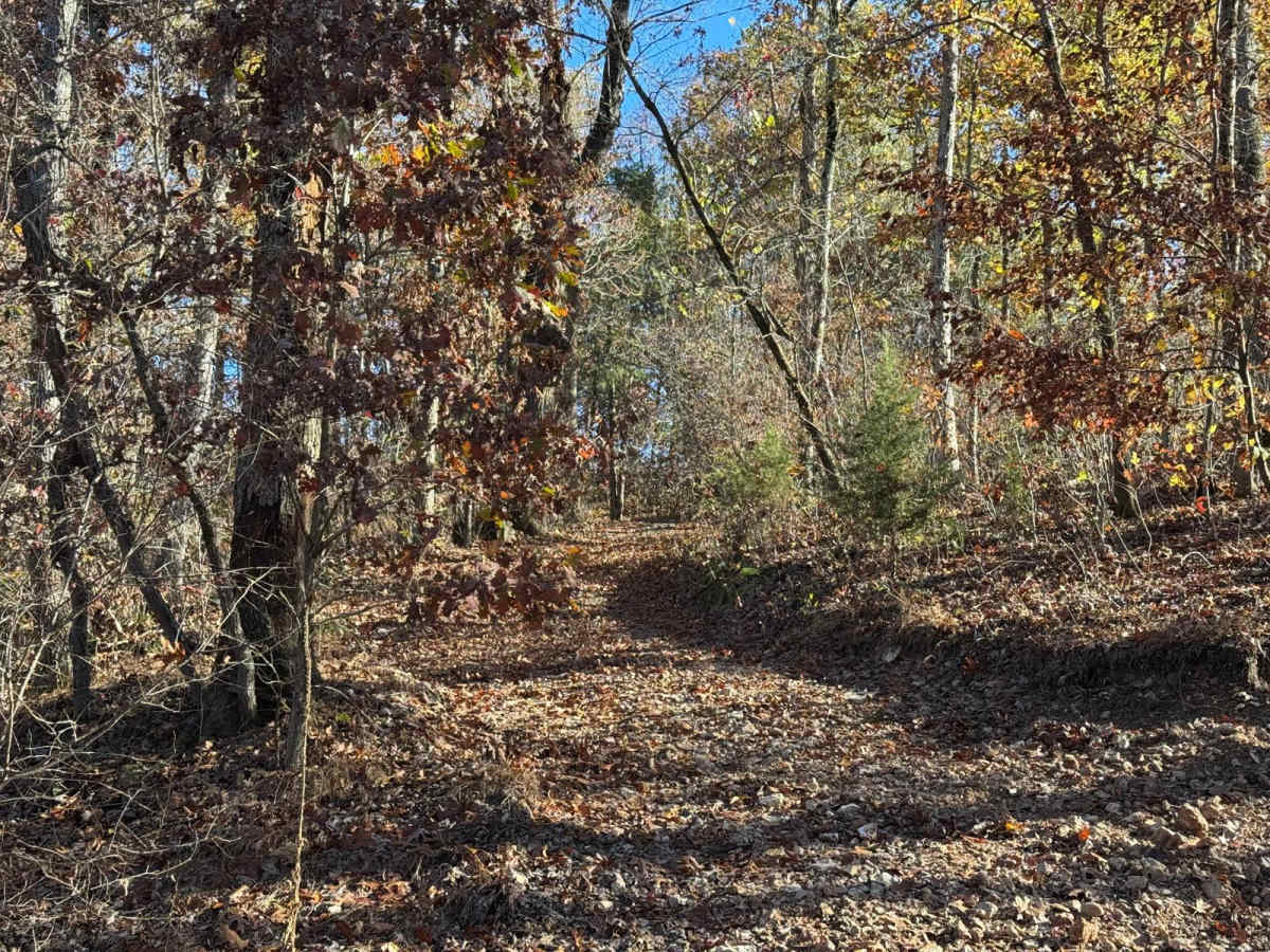 Green 139 trail photo