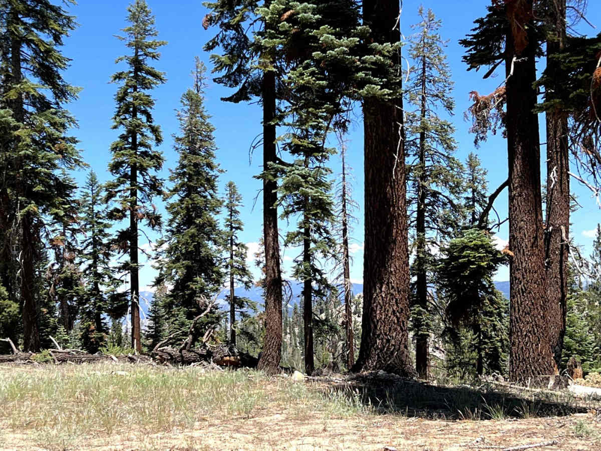 Old Sherman Pass 4x4 Jeep Trail - Continued photo 5