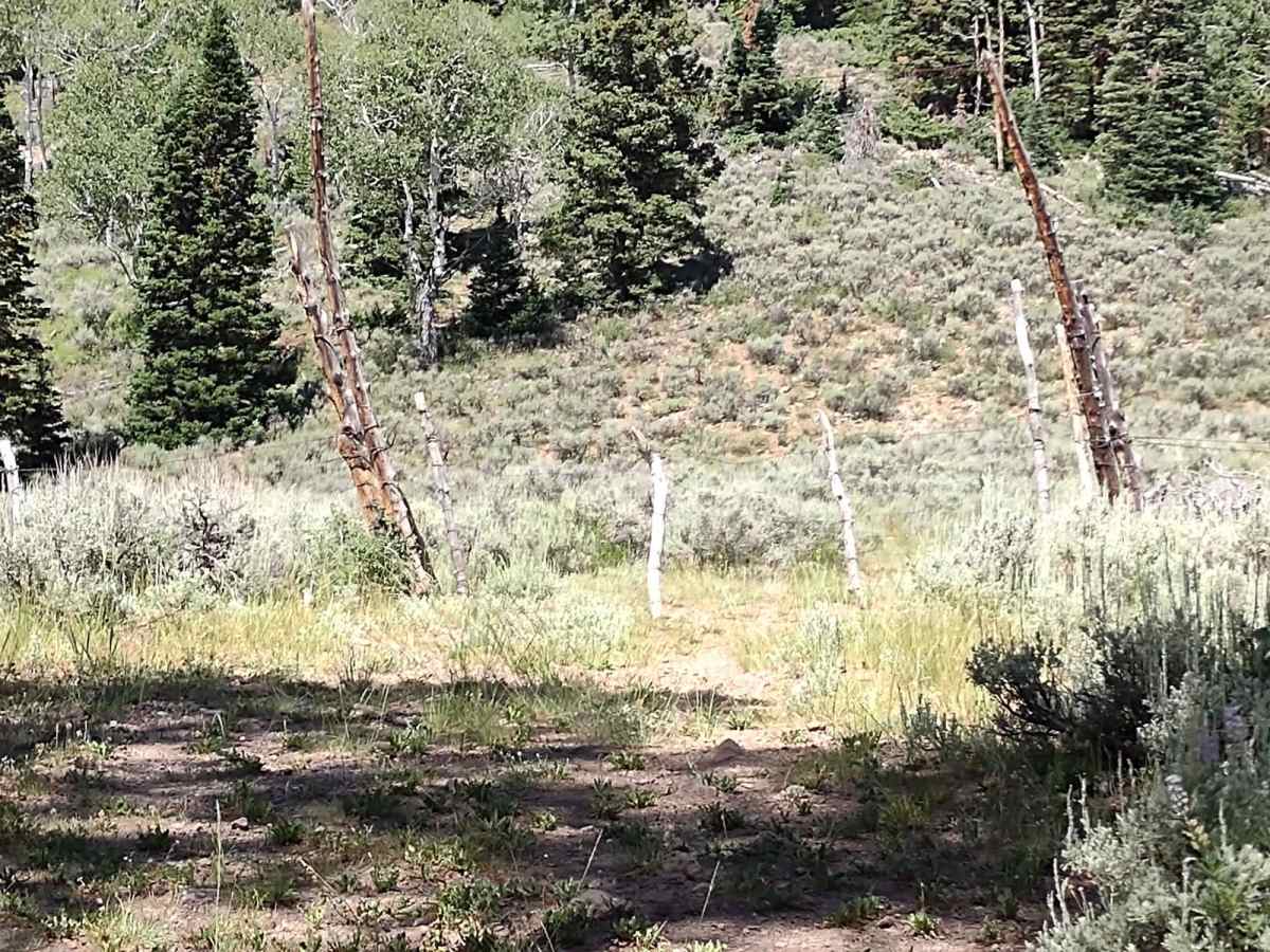 Wapiti Trail photo 5