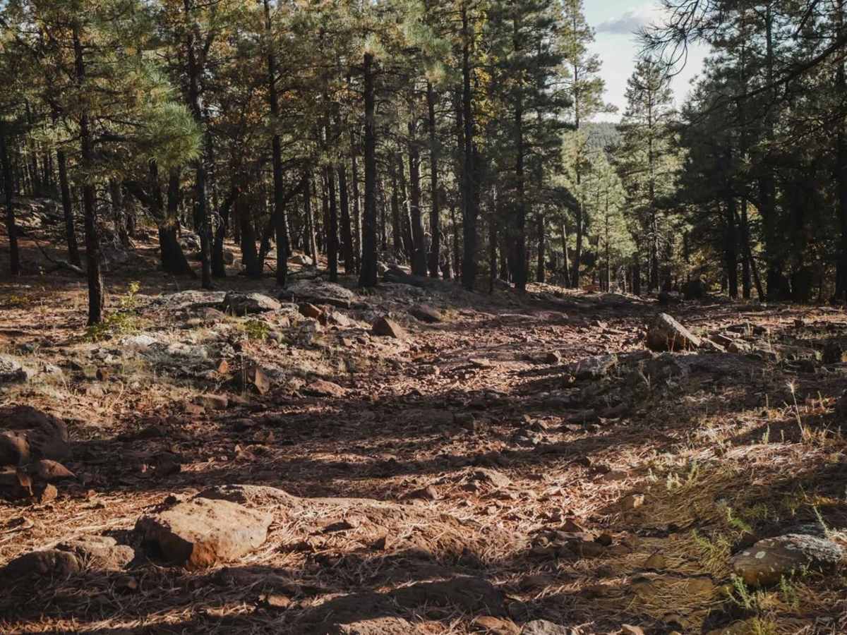 Howard trail photo