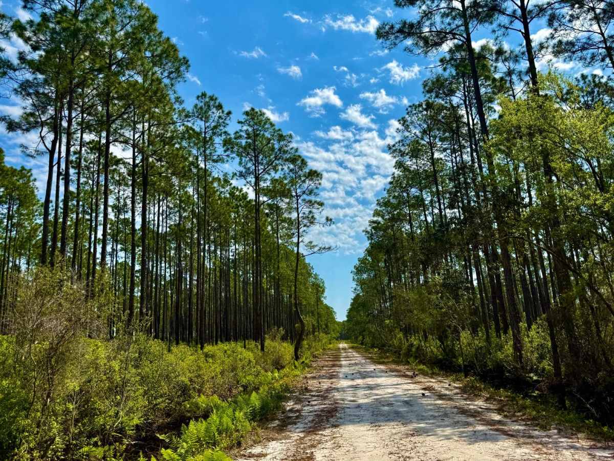SFR 147 trail photo