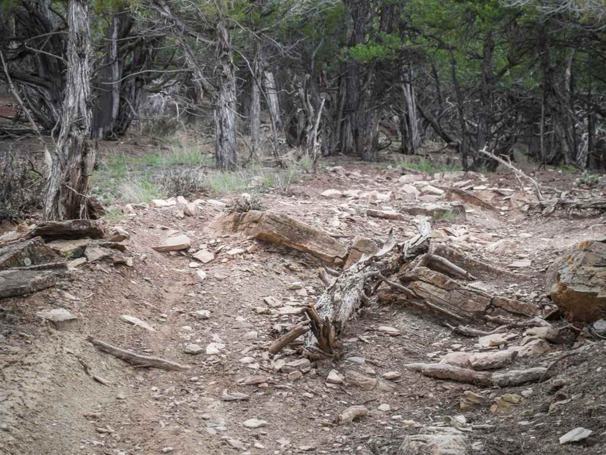 Ledge Trail photo 5
