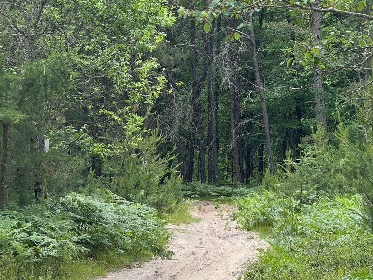 North Missaukee Singletrack Spur photo 5