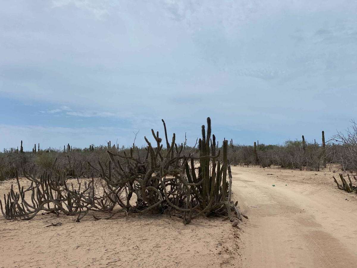 Campo de Camaron photo 4
