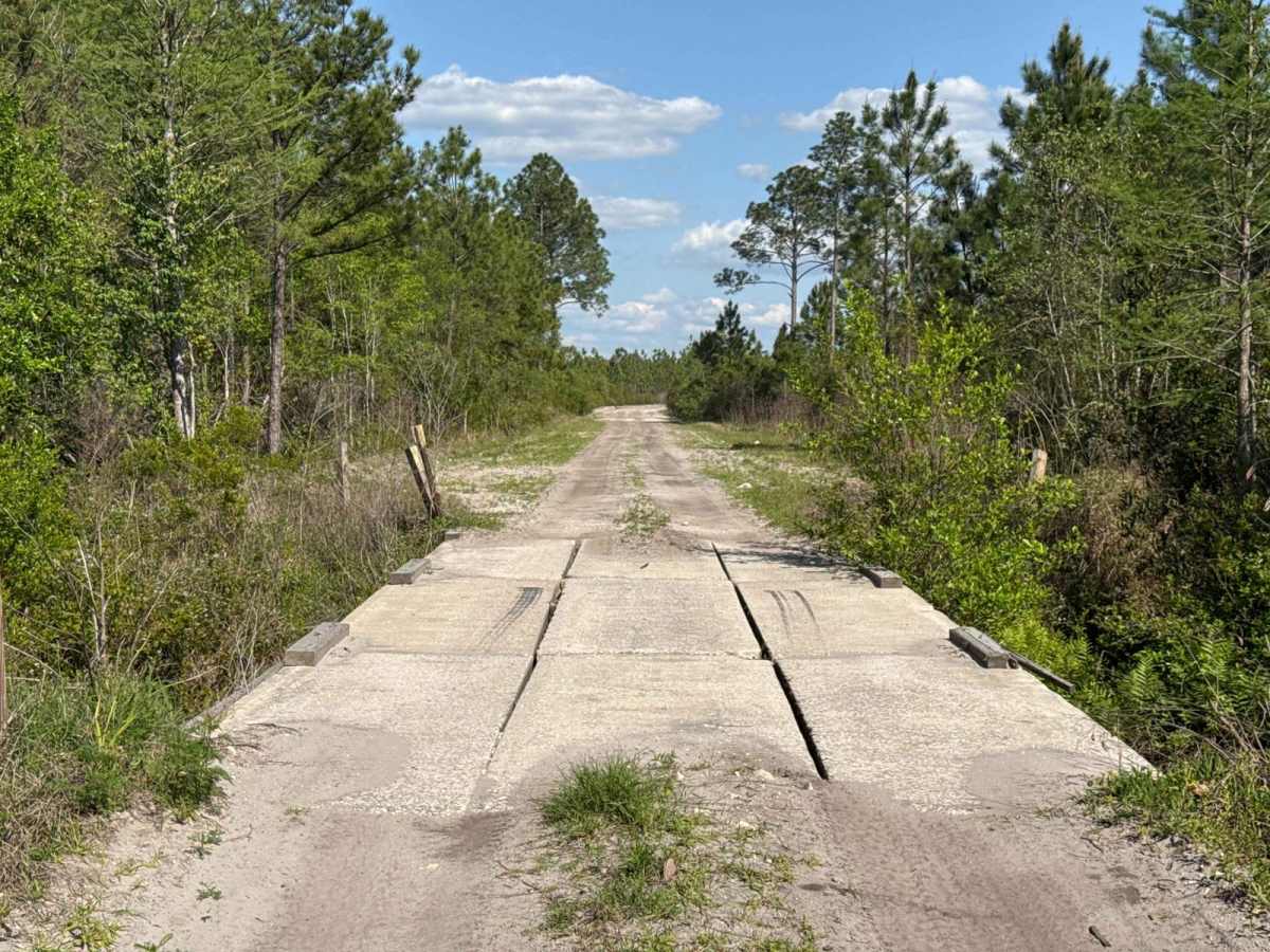 Sandhill Grade - Osceola NF 200 photo 4