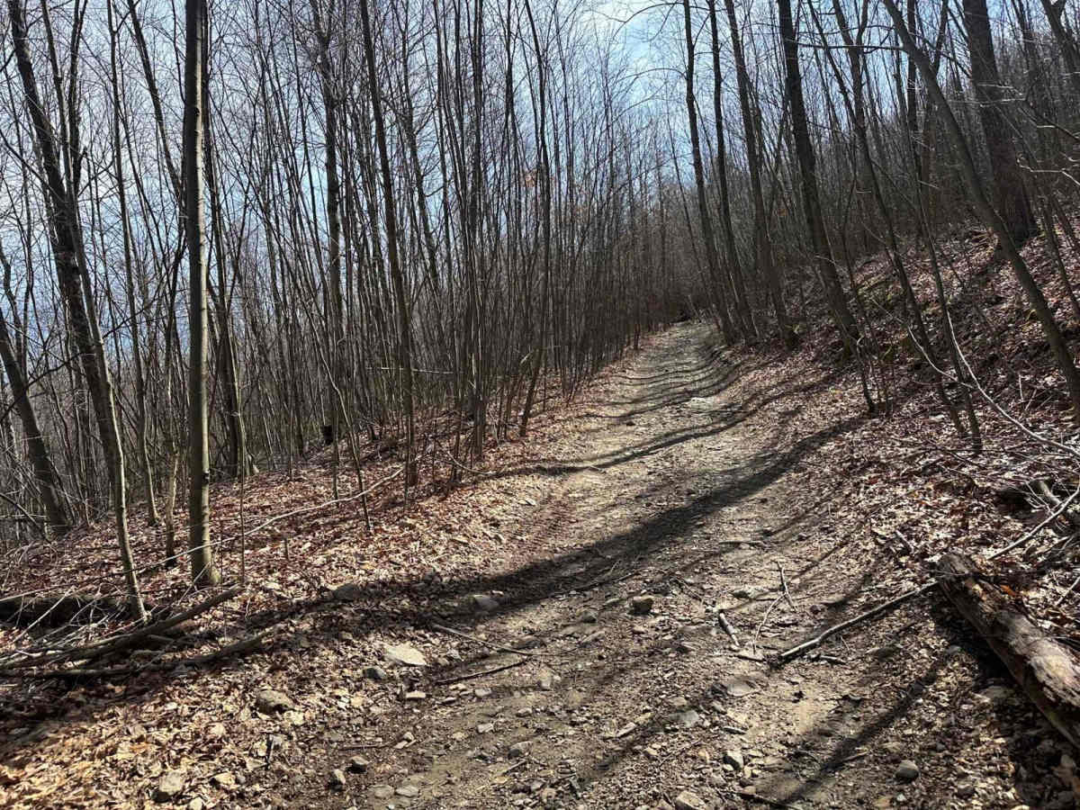 Locust Gap 47 photo 5