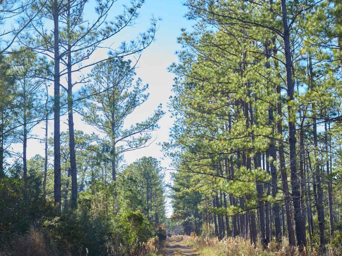 Murrell Tract - Part 2 - FSR220 photo 6