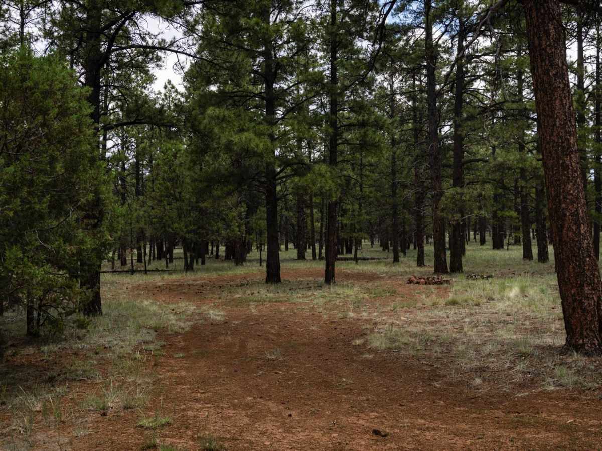 Buckwheats Basecamp photo 5