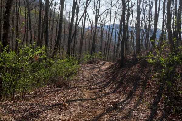 Locust Gap Trail 2