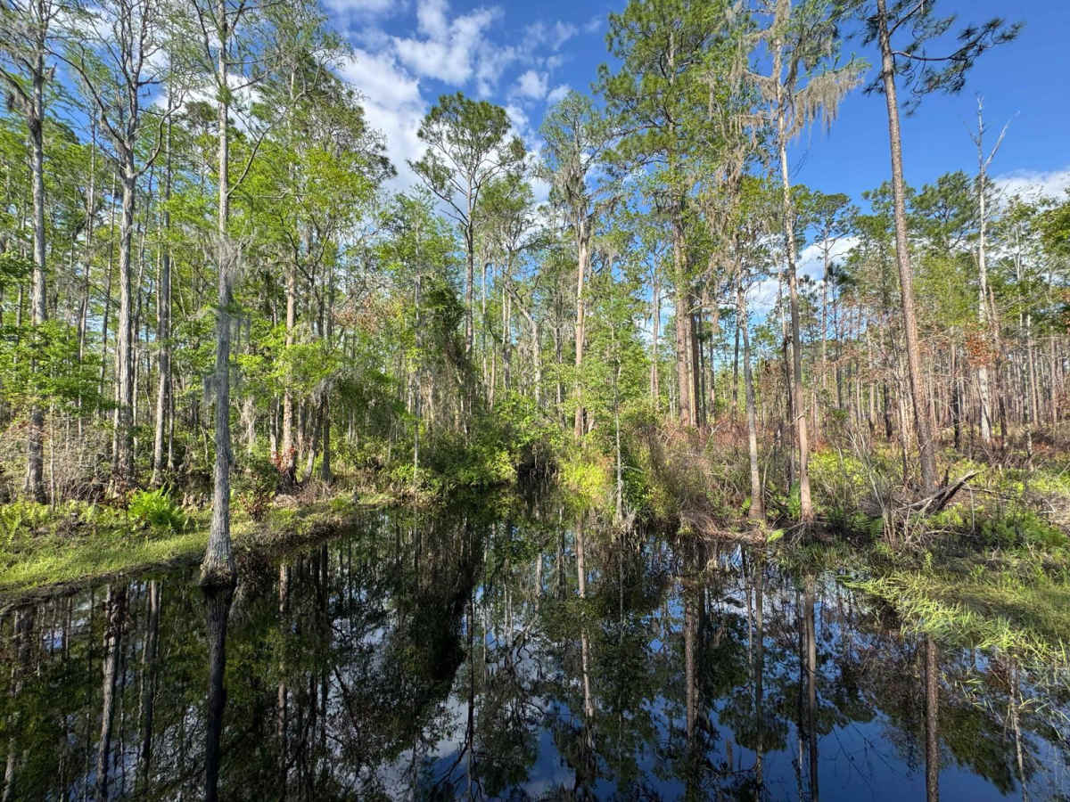 Mount Carrie - Osceola NF 234 photo 6