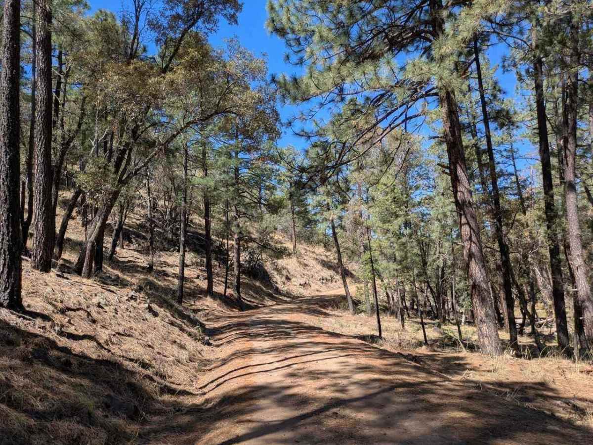 Turkey Creek trail photo