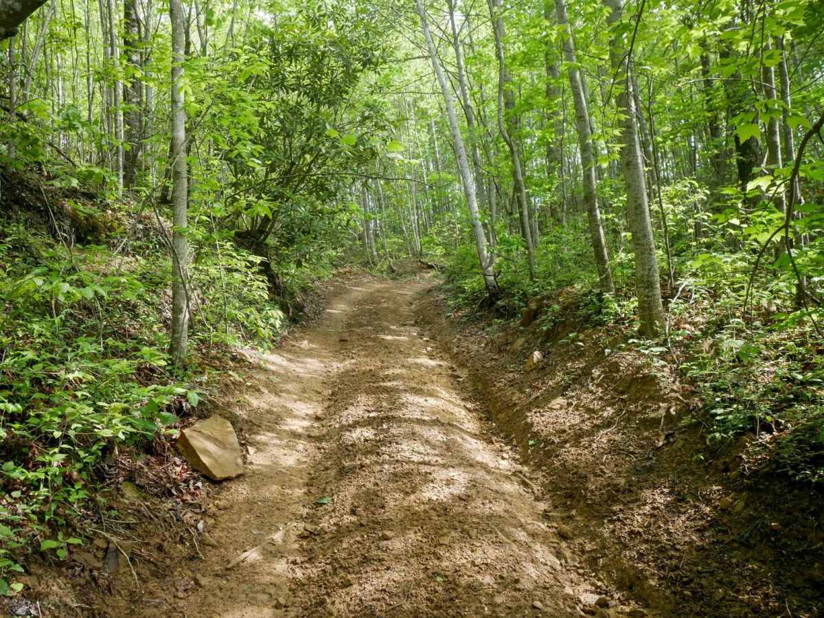 OP 43 trail photo