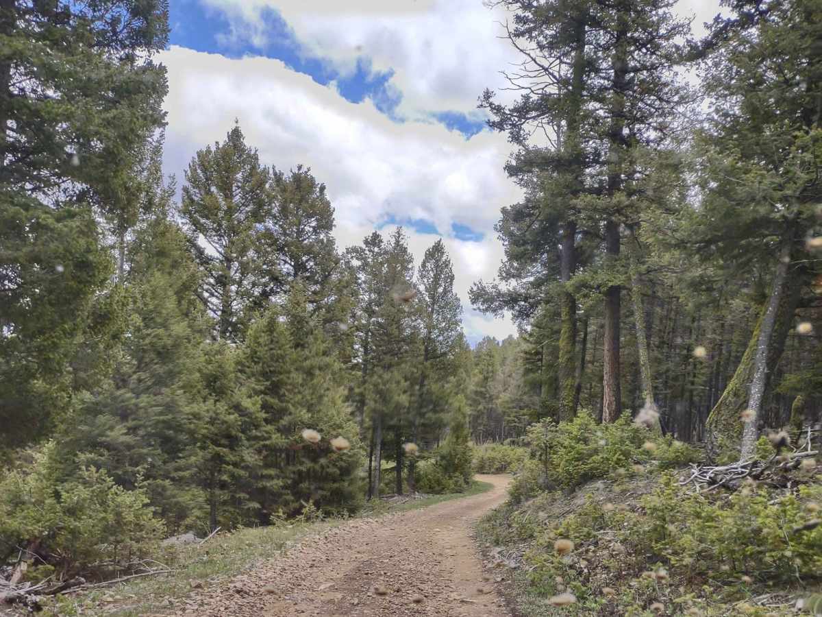 Badger Creek photo 3