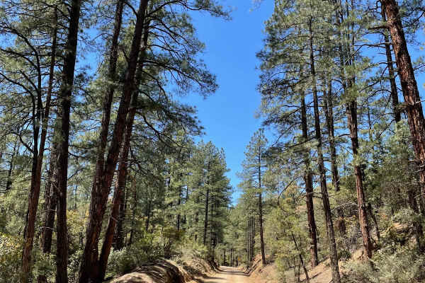 Breezy Pines Road