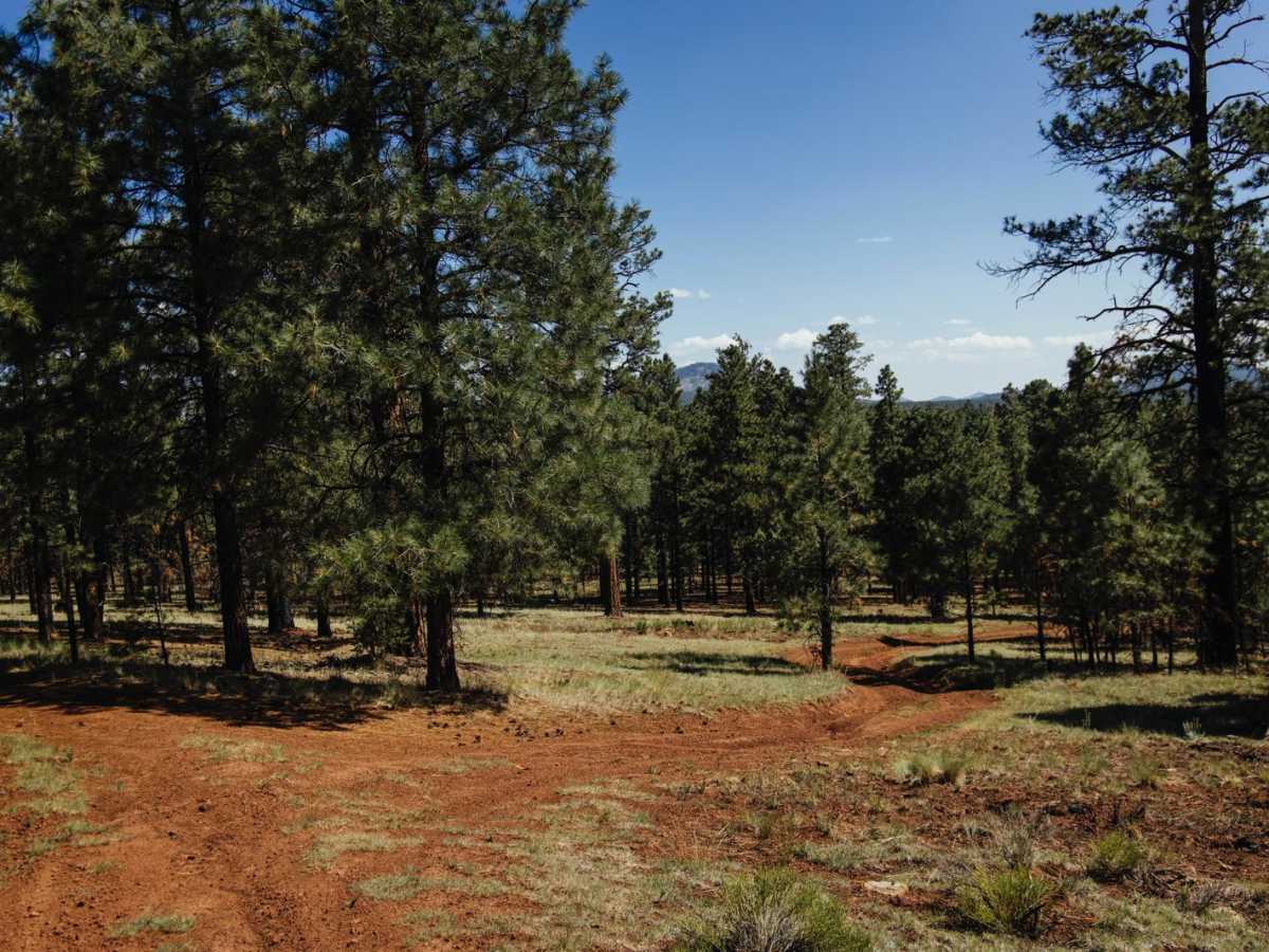 Elk N Deer trail photo