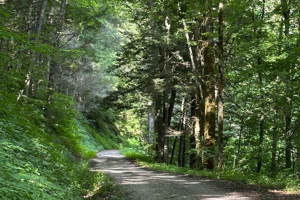Pine Flat - Laurel Fork Road