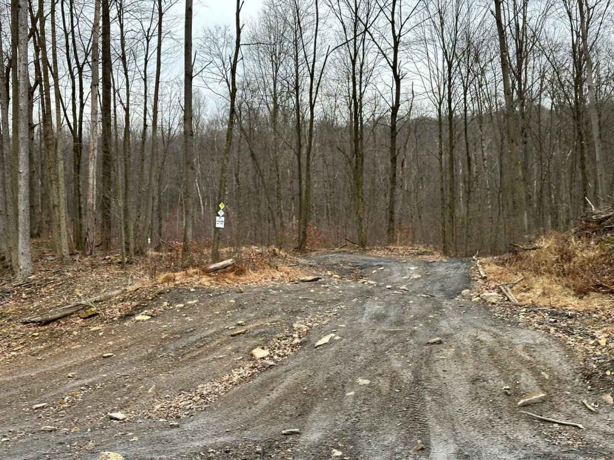 Locust Gap 2 photo 3