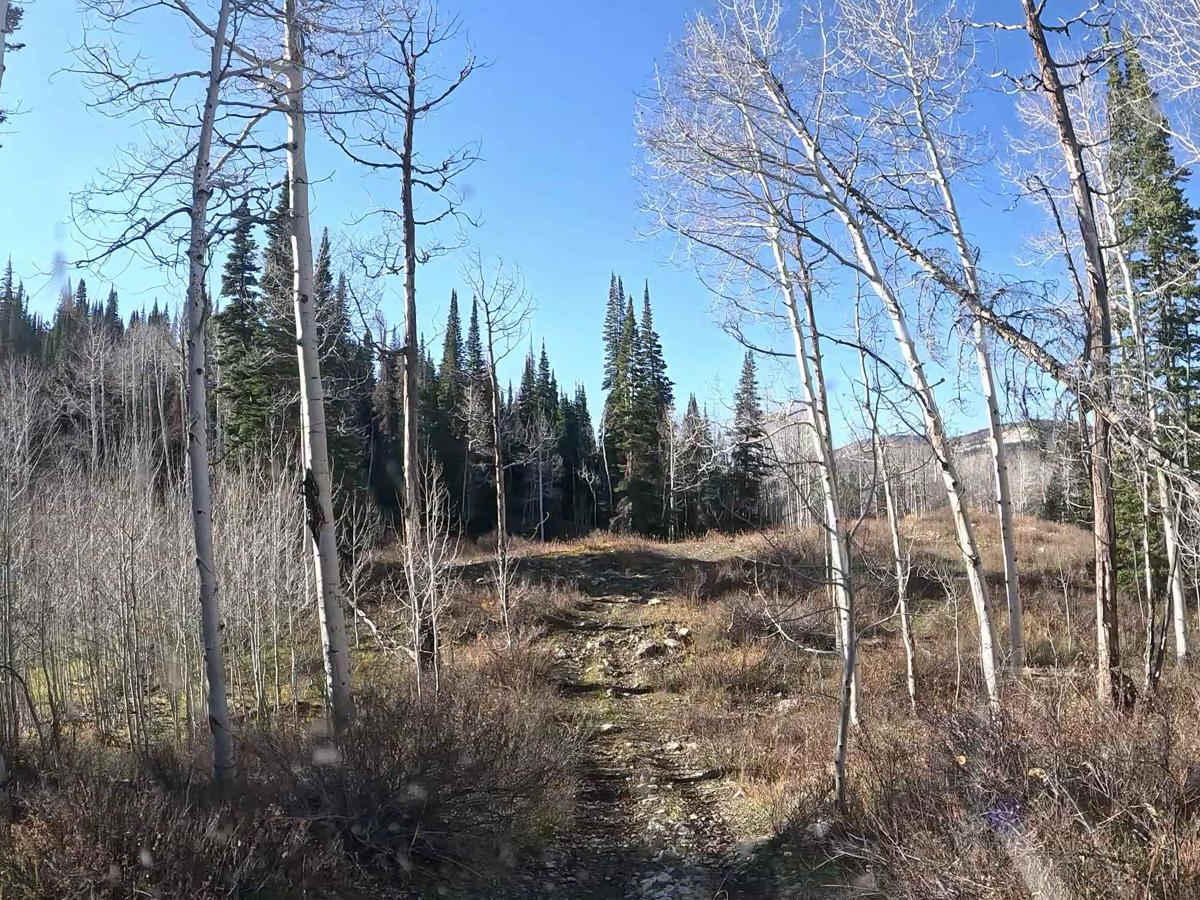 FS 51303 Six Mile Lower Pond Trail photo 3