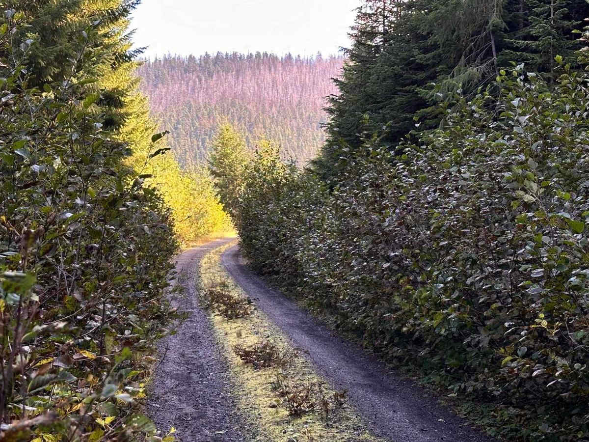 George Creek photo 3