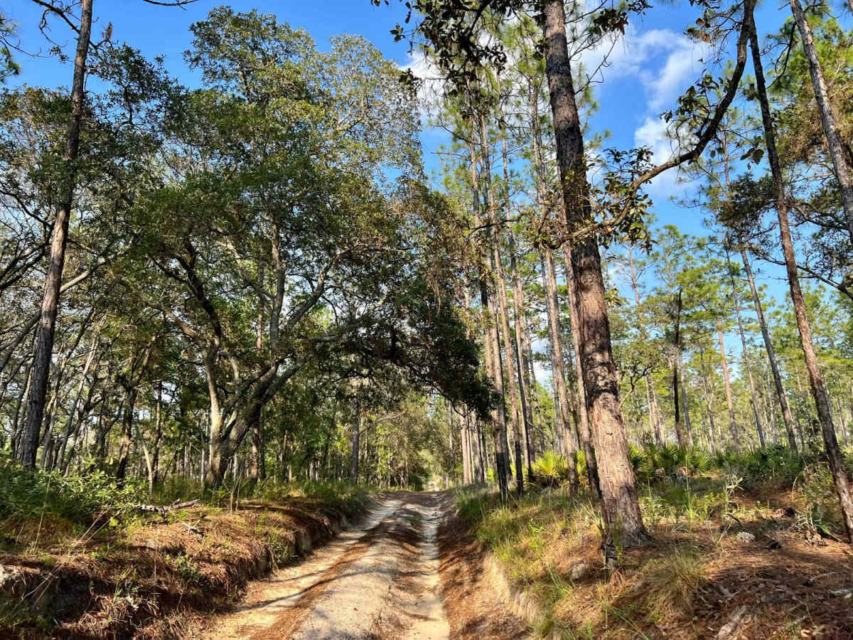 Citrus Wildlife Management | Trail 8 photo 3
