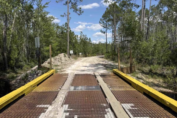 Sandhill Grade - Osceola NF 200