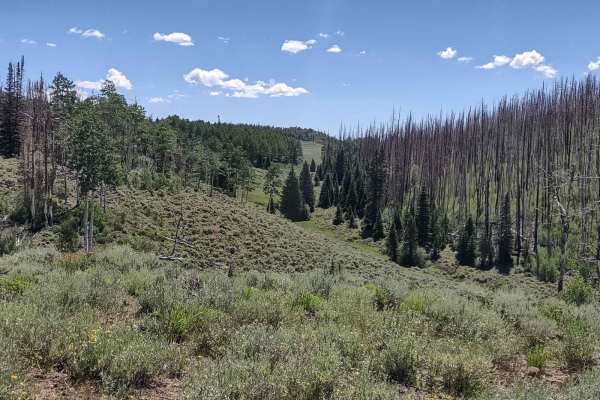 Indian Peak Trail - FS 40180