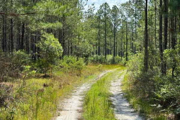 Grove Park WMA East Trail