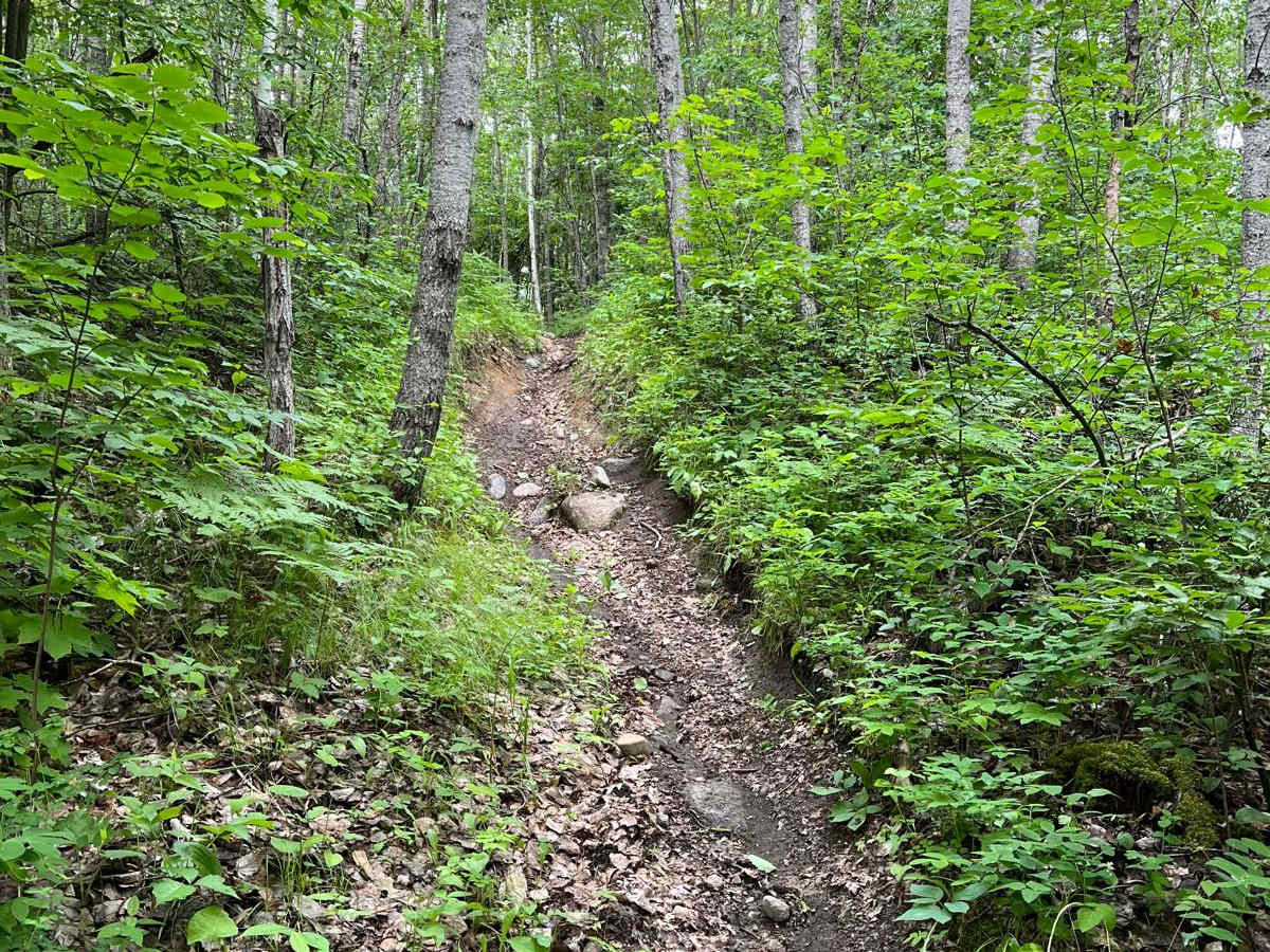 Paul Bunyan NW Starter photo 6
