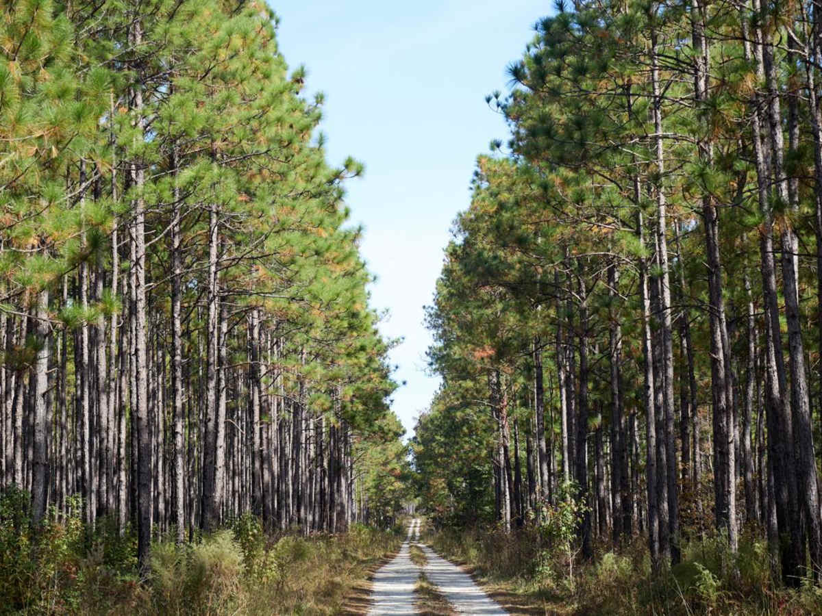 Coordesville - FSR 130 photo 2