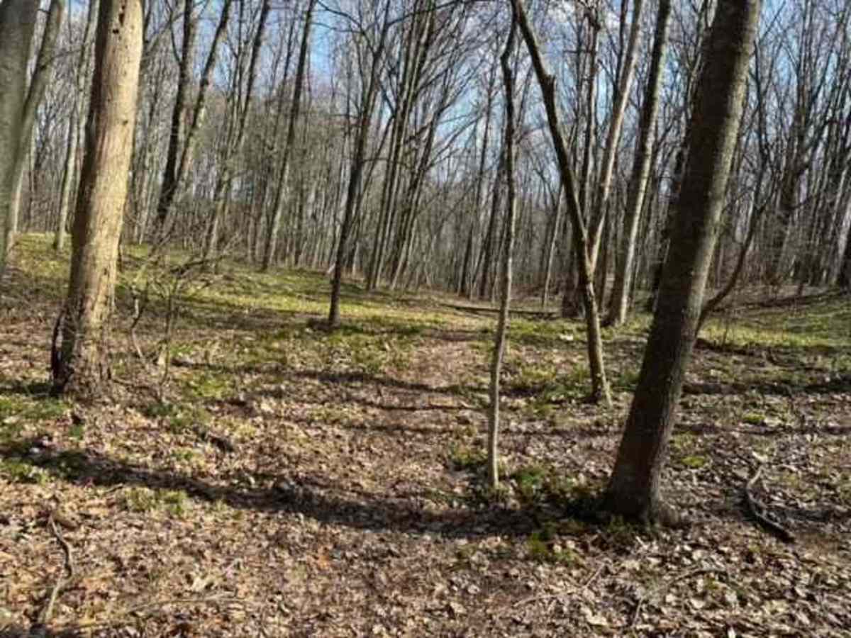 Ashland RORR Single Track - D trail photo