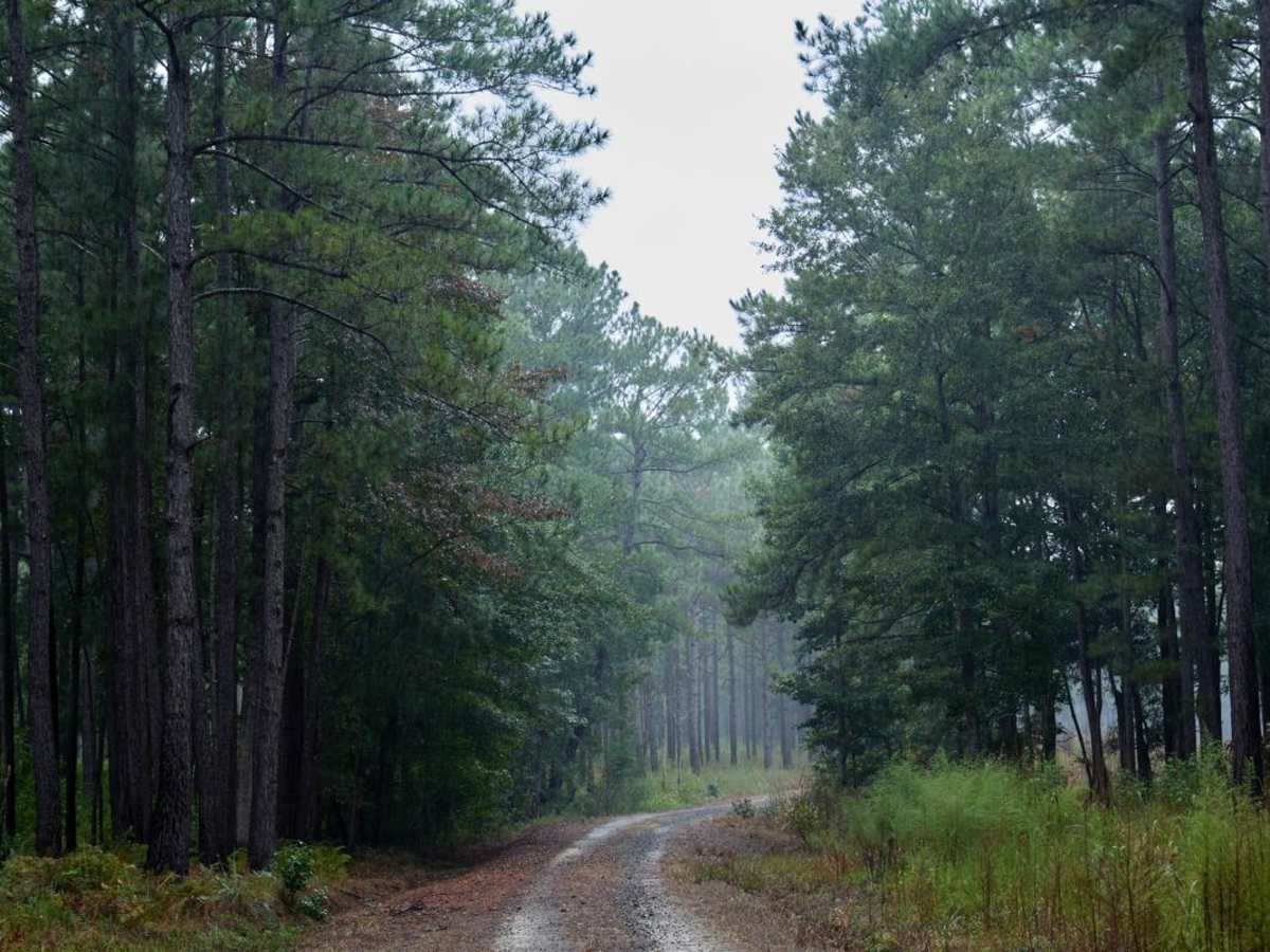 Bonneau Ferry WMA - Nimitz Road photo 3