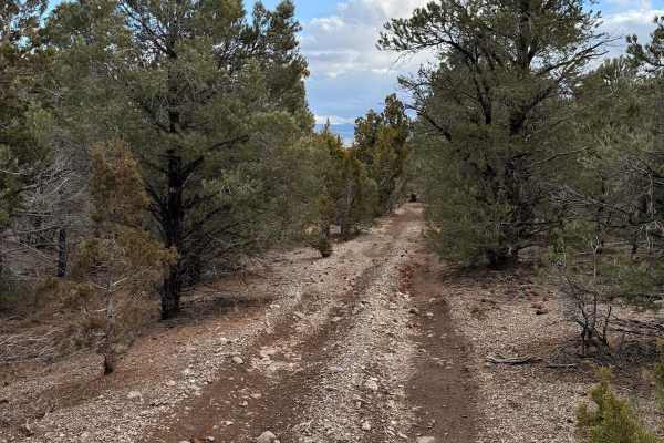 Patterson Pass Loop