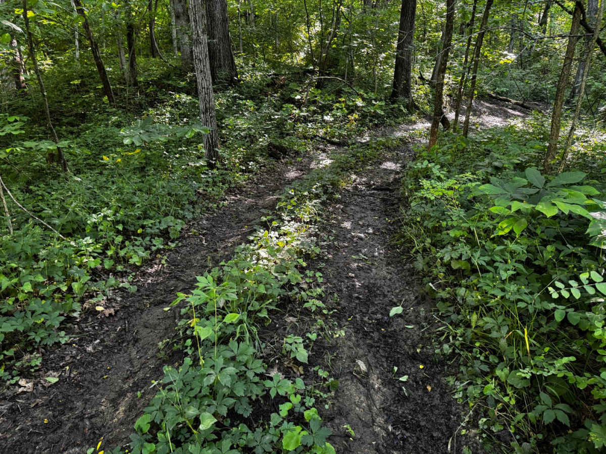 Yellow 211 trail photo
