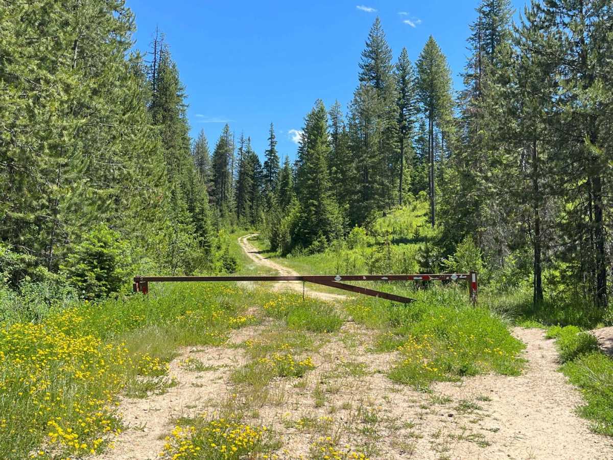 Tree Line Track photo 6