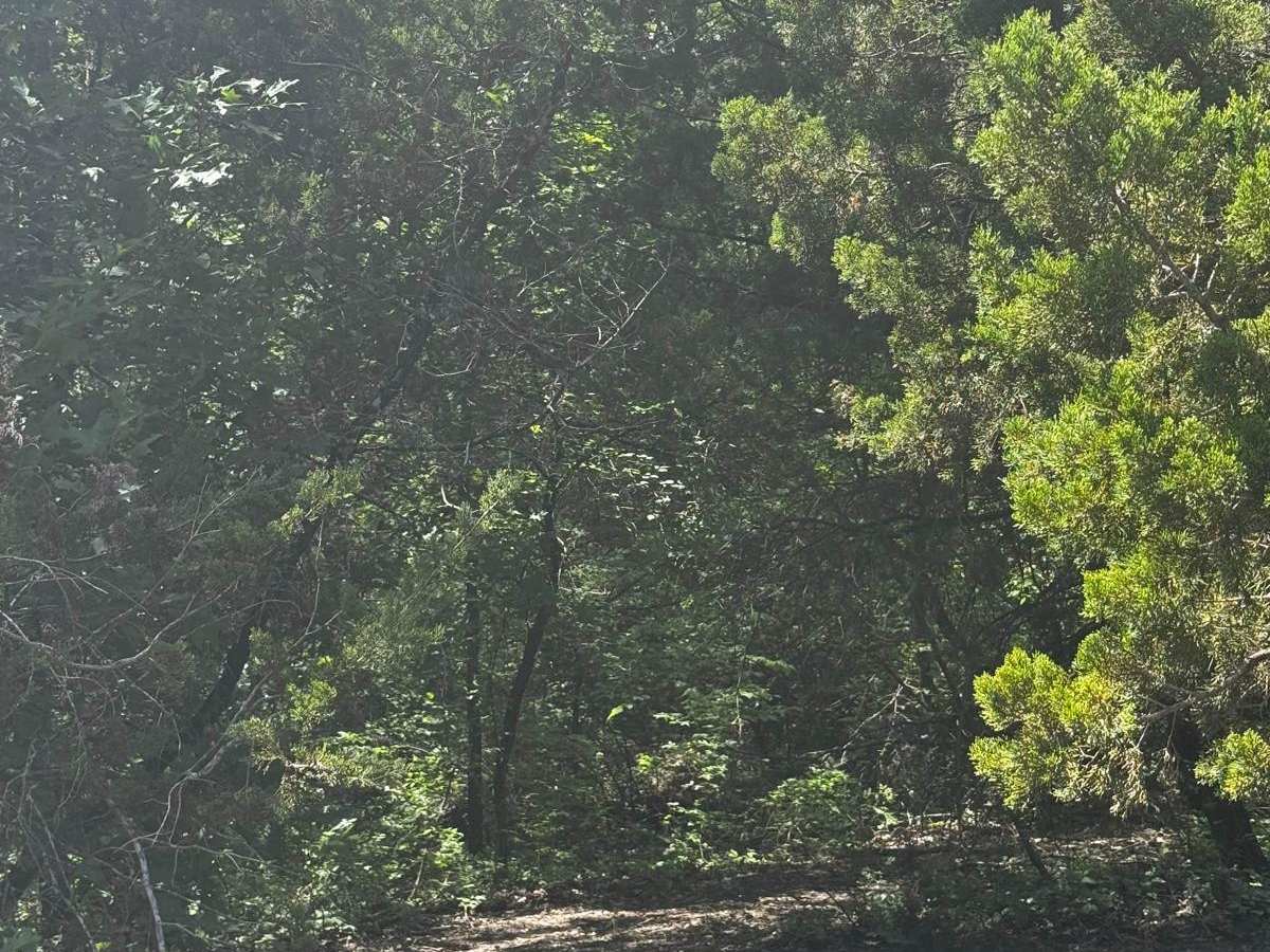 Twisted Timber photo 4