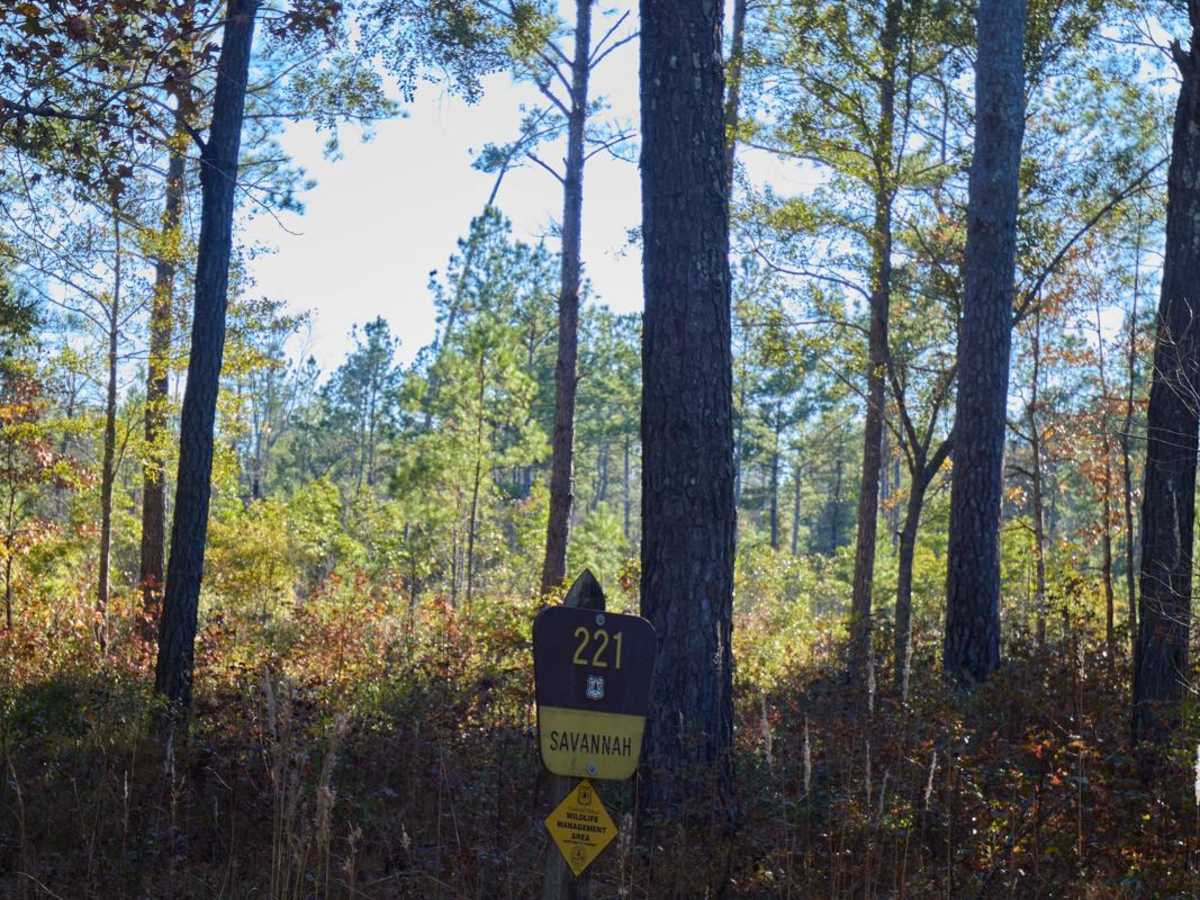 Savannah - FSR221 trail photo