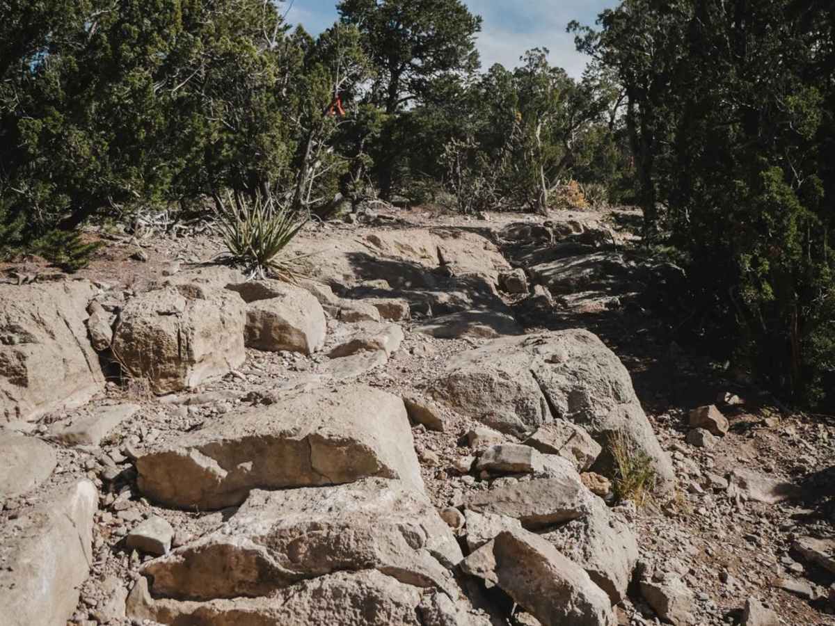 Coyote Split photo 2