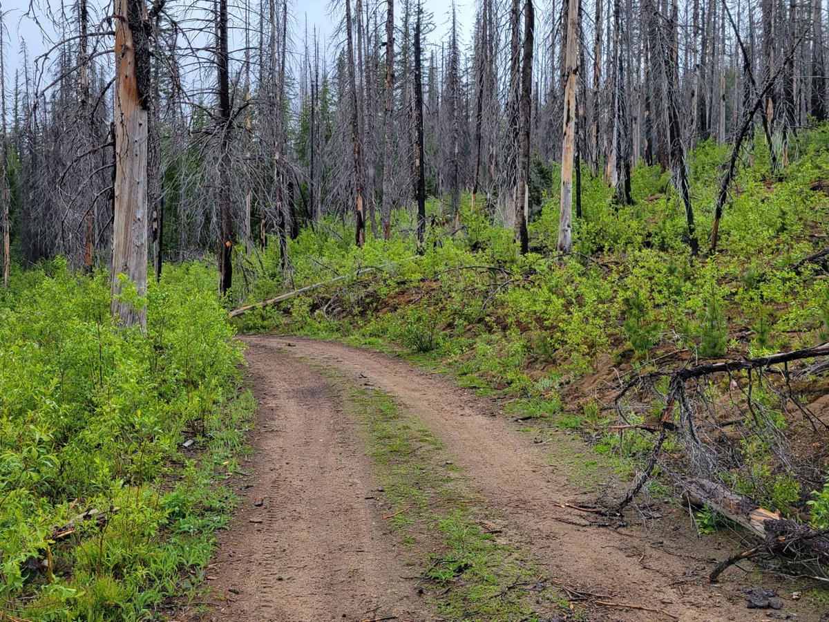 Forest Crossing photo 4