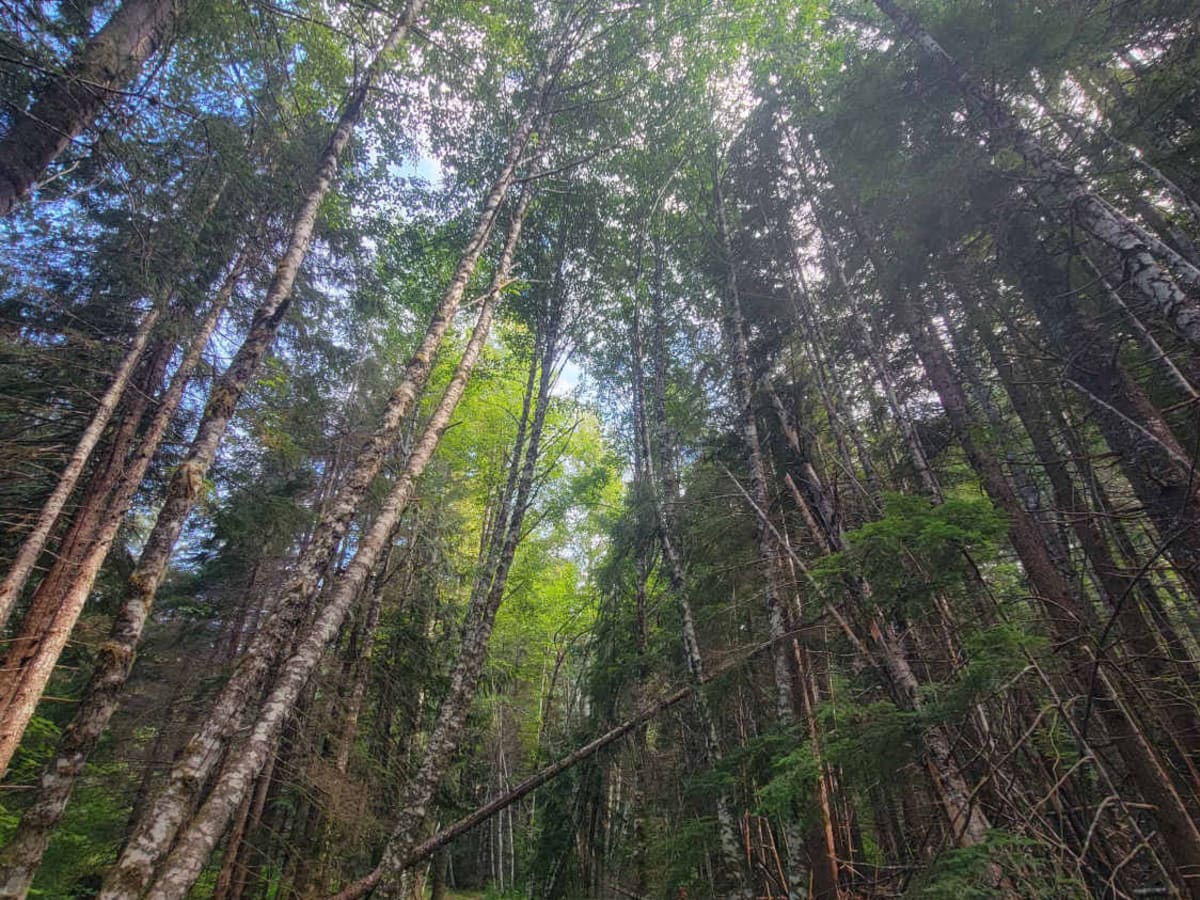 Berry Falls photo 5