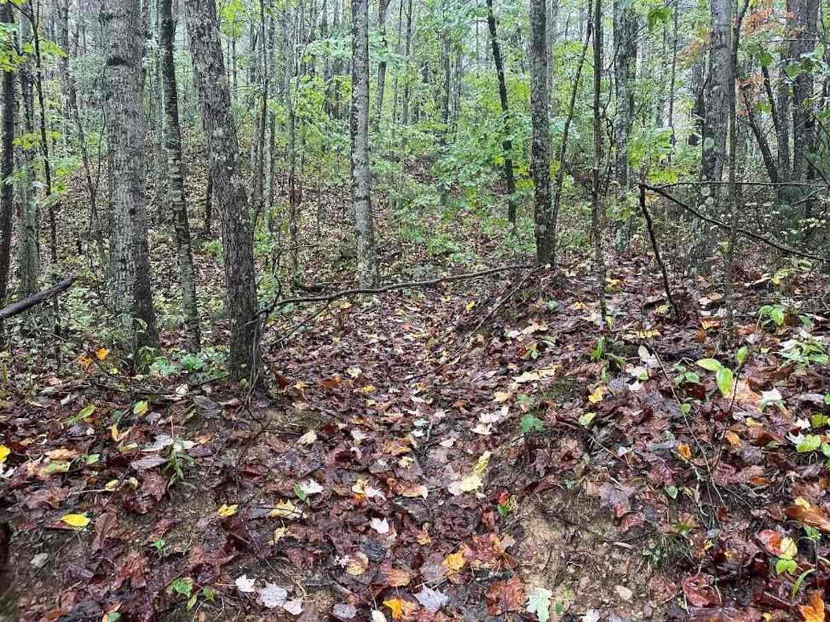 175 Single Track trail photo