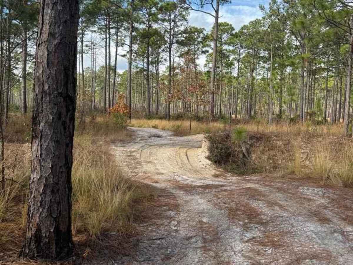 Pettiford Creek Trail 3 photo 3